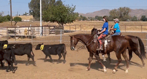 Wood Buzz For Cash and Shyanne Cattle Sorting October 10, 2021 at J Bar L Arena in Clovis.