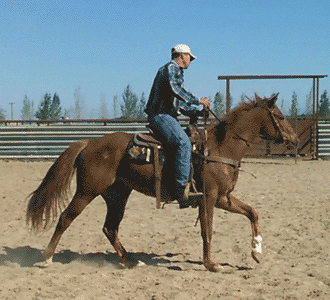 Noel Cosca bred her mare Cashy Driftwood to Buzz Word, standing at the Green Valley Training Stables 2014 foal Wood Buzz for Money