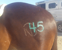 Wood Get The Cash Sitting at the Top of the Standings Futurity WCBRA Jan 30th 2021