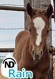 Quarter Horse Colt aka Rain born May 6 2023
