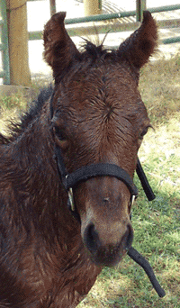 Filly Born by Cosca Ranch mare Cashy Driftwood