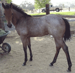 Filly Born by Cosca Ranch mare Cashy Driftwood