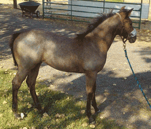 Filly Born by Cosca Ranch mare Cashy Driftwood