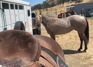 Filly has foot abcess