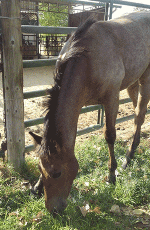 Filly Born by Cosca Ranch mare Cashy Driftwood