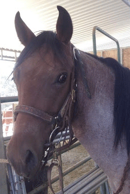 Filly Born by Cosca Ranch mare Cashy Driftwood