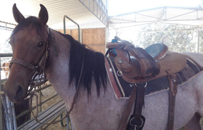 Filly Born by Cosca Ranch mare Cashy Driftwood