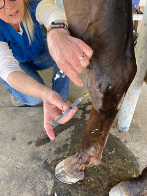 Swelling in Hocks Drips out amd Legand 