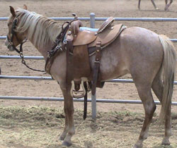 Whispering Silver Gryphon Registered Welsh Pony being trained for Shyanne Cosca.