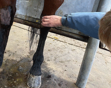 Swelling in Hocks Drip out