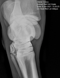 Xray of Red Hot Howie hock June 8 2021