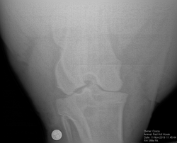 Xray of hock