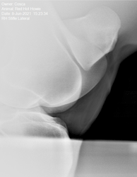 Xray of Stifle