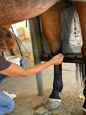 First set of Hock injections Red Hot Howie hocks Dec 2021
