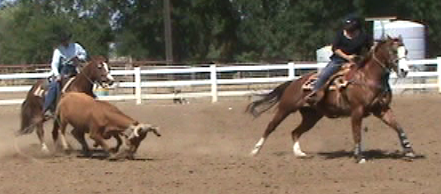 Noel Cosca mare Noel Cosca roping off Little Muchacho WPRA roping