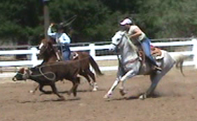 Noel Cosca mare Noel Cosca roping off Little Muchacho WPRA roping
