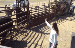 Curl roping at the CT Branding in the Livermore Hills