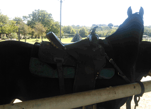 Curl being saddled before trail ride at the Benbrook Stables in Ft. Worth Texas