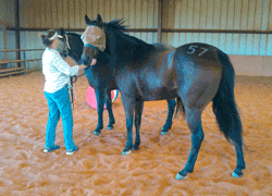 Curl with her Futurity Number WPRA Finals