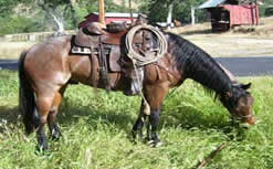 Cosca Livestock calf branding